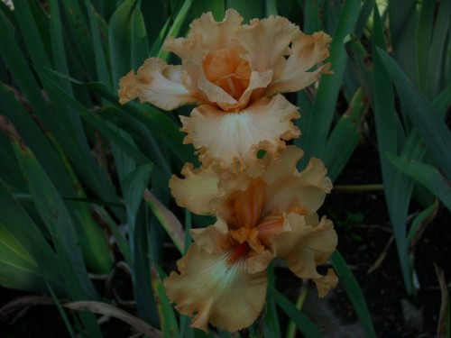APRICOT AMBROSIA.jpg