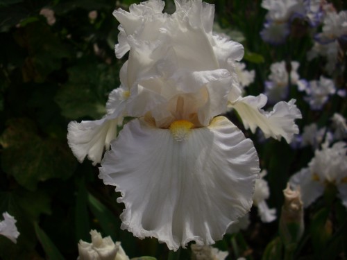 Alabaser Prinzess.jpg