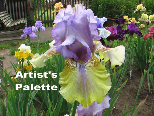 Artist's Palette.jpg