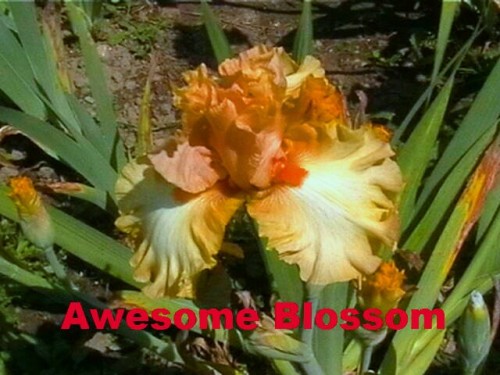 Awesome Blossom.jpg