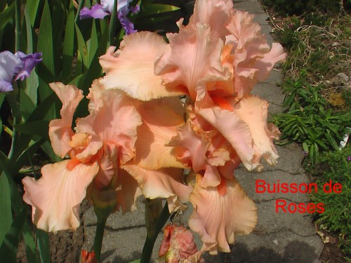 Buisson De Roses.jpg