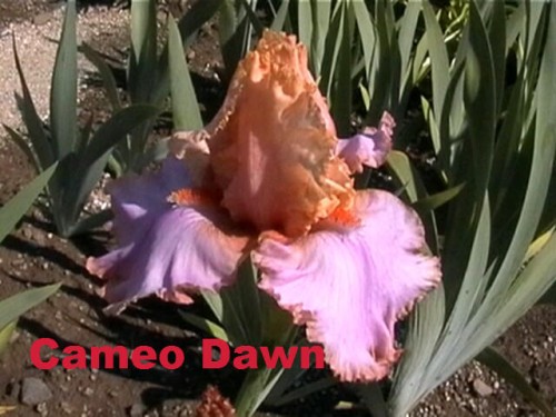 Cameo Dawn.jpg