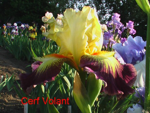 Cerf Volant.jpg