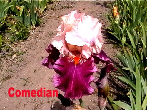 Comedian.jpg