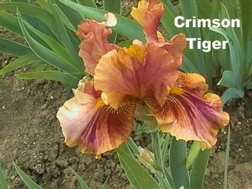 Crimson Tiger.jpg