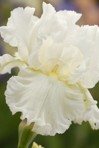 Elizabeth Poldark_2.jpg