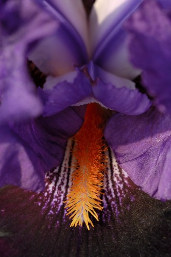 Local Color_2.jpg