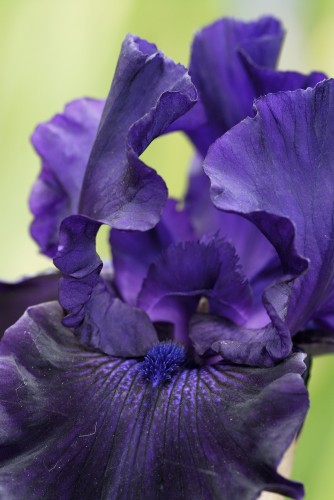 Midnight Fragrance.jpg