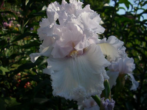 QUEEN OF ANGELS 1.jpg