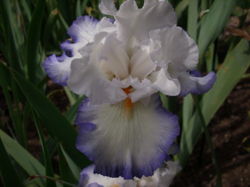 QUEEN'S CIRCLE 1.jpg