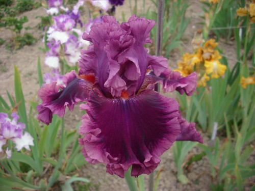 ROMANTIC GENTLEMAN BREI.jpg