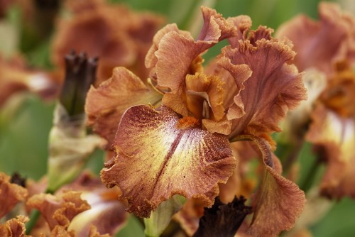 Ruffled Copper Sunset.jpg