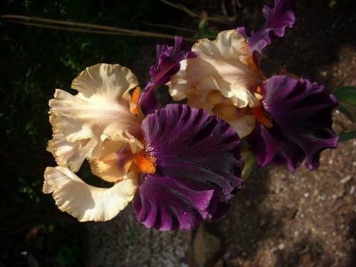 SE§CRET SERVICE 1.jpg