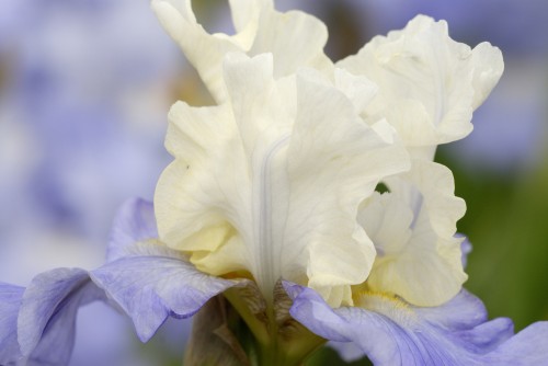 Stairway to Heaven.jpg