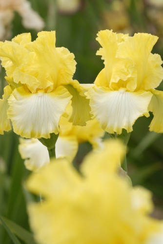 Sunray Reflection.jpg