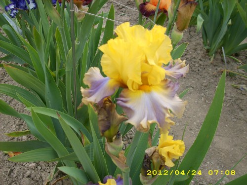 Sunset Silhouette.jpg