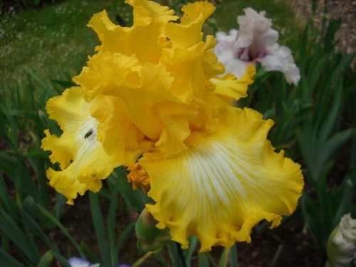 THAT ALL FOLKS 1.jpg