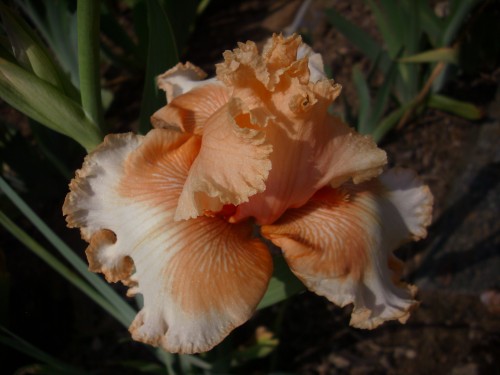 TROPICAL MAGIC 1.jpg