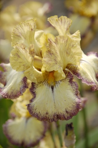 Tennessee Gentleman.jpg