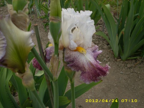 Thundering Ovation.jpg