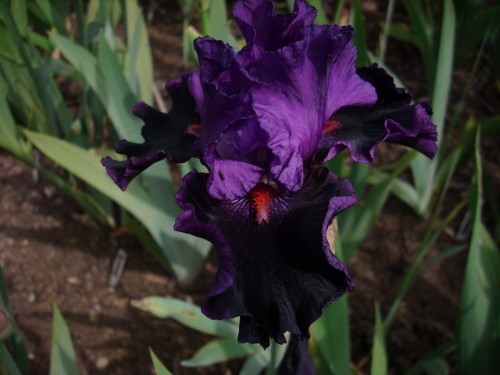 WHO'S YOUR DADDY.jpg