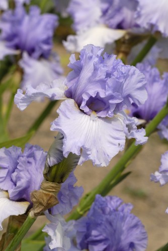 Wishful Thinking.jpg