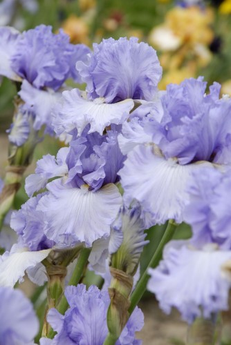 Wishful Thinking_2.jpg