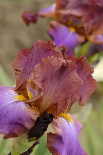 Xanthippe´s Halo.jpg